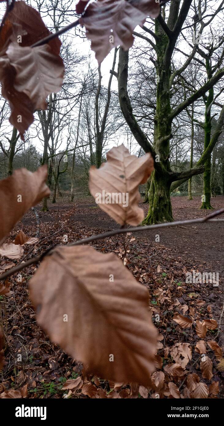 Gros plan de feuilles sèches dans les bois aux couleurs de l'automne Banque D'Images