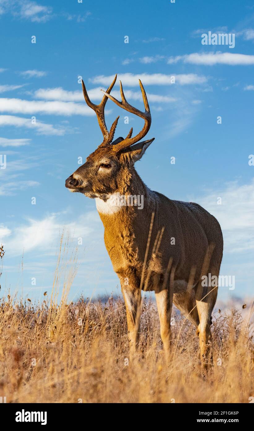 Cerf; cerf de Virginie; faune; mammifères; Montana Banque D'Images