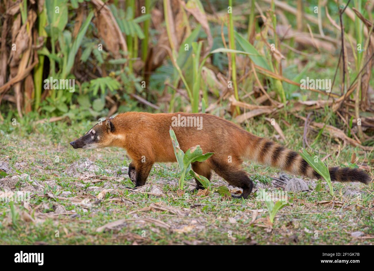 South American coati (Nasua nasua) Banque D'Images