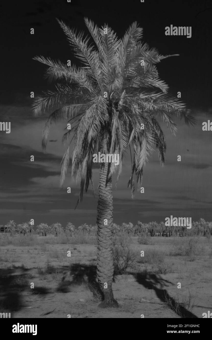 Photographie infrarouge des palmiers de dattes et du feuillage. Banque D'Images