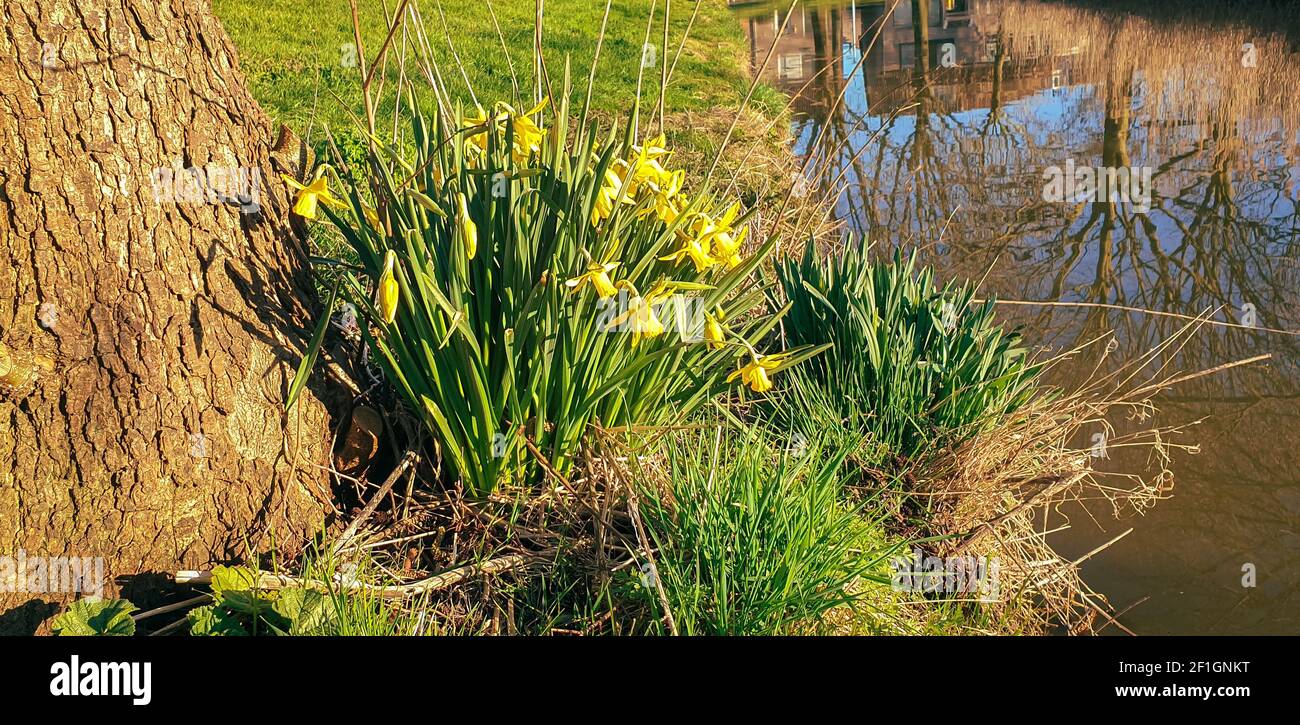Des jonquilles en fleurs le long du bord de l'eau lors d'une journée ensoleillée au printemps Banque D'Images