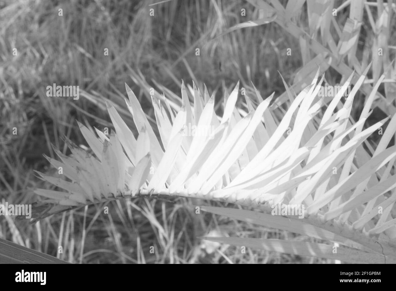 Photographie infrarouge des palmiers de dattes et du feuillage. Banque D'Images