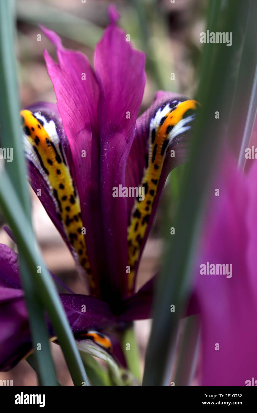 Iris reticulata «J.S. Dijt’ - iris nain violet magenta avec freckles bleu foncé et côtes jaunes, mars, Angleterre, Royaume-Uni Banque D'Images