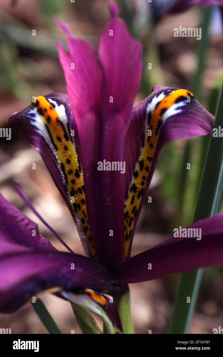 Iris reticulata «J.S. Dijt’ - iris nain violet magenta avec freckles bleu foncé et côtes jaunes, mars, Angleterre, Royaume-Uni Banque D'Images