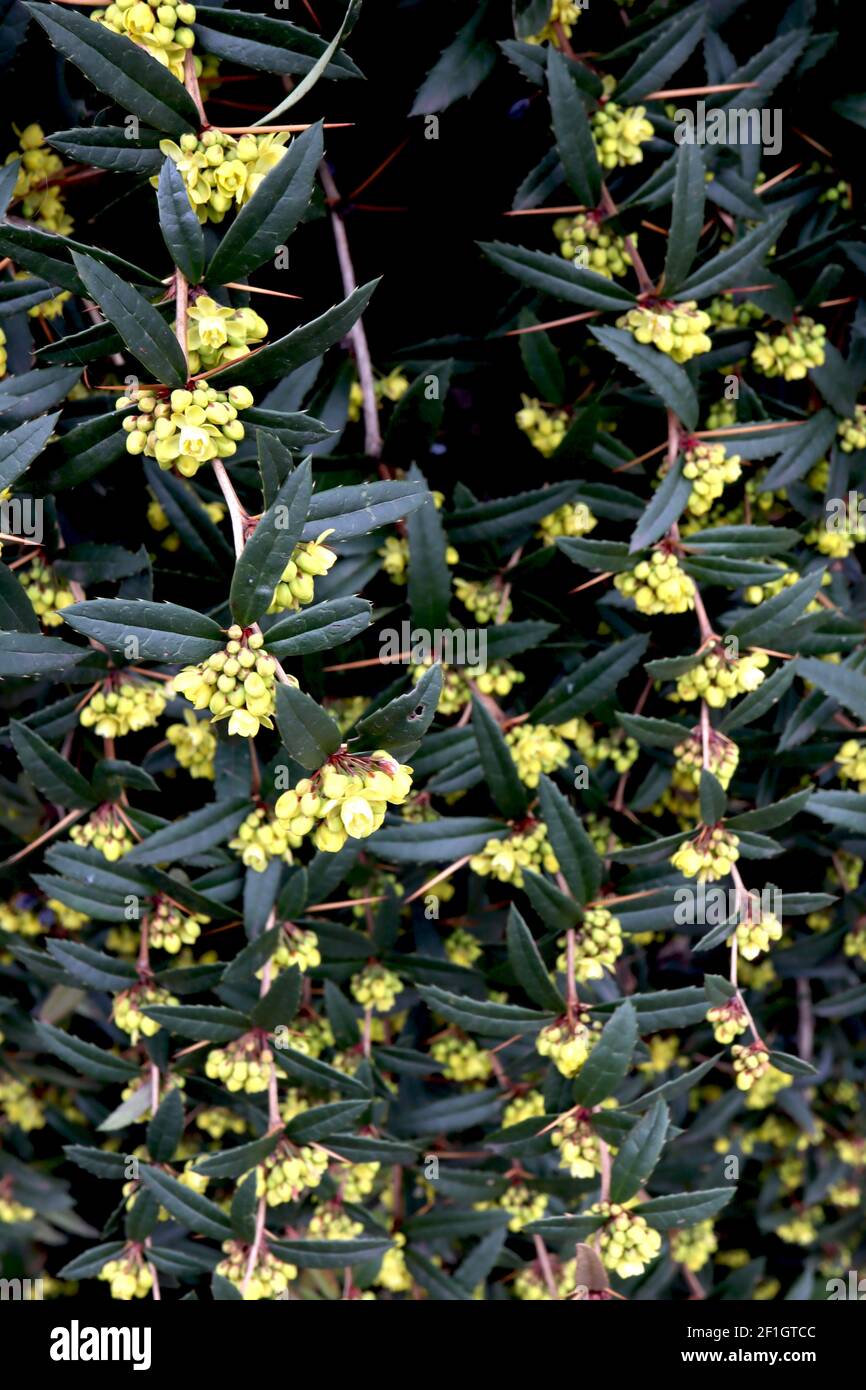 Berberis julianae Barberry Wintergreen – grappes de fleurs jaunes et de feuilles elliptiques épineuses, mars, Angleterre, Royaume-Uni Banque D'Images