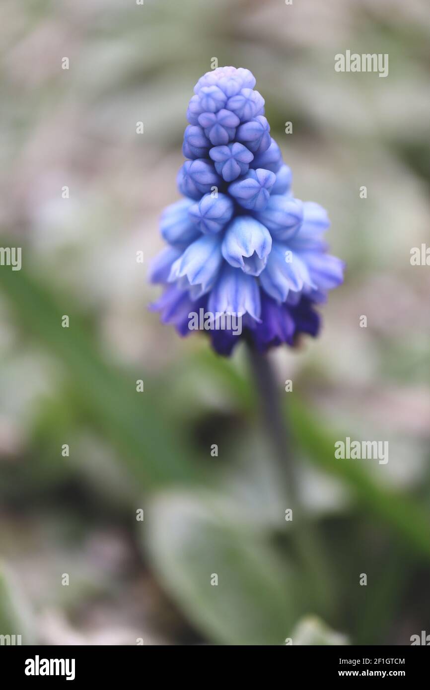 Muscari azureum azure jacinthe de raisin - minuscules fleurs bleu pâle en forme d'urne avec des rayures bleues, mars, Angleterre, Royaume-Uni Banque D'Images