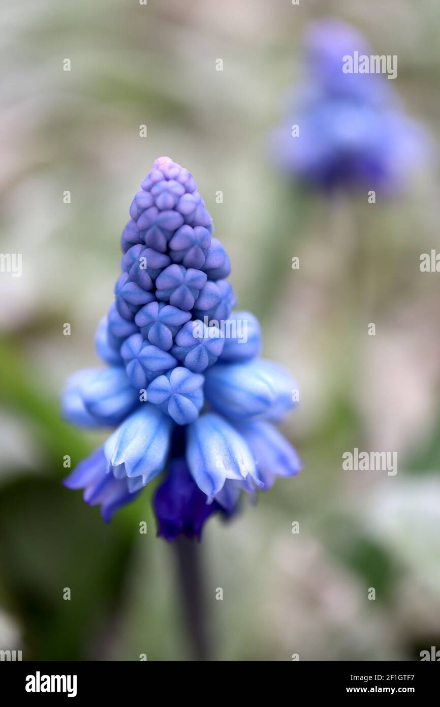 Muscari azureum azure jacinthe de raisin - minuscules fleurs bleu pâle en forme d'urne avec des rayures bleues, mars, Angleterre, Royaume-Uni Banque D'Images