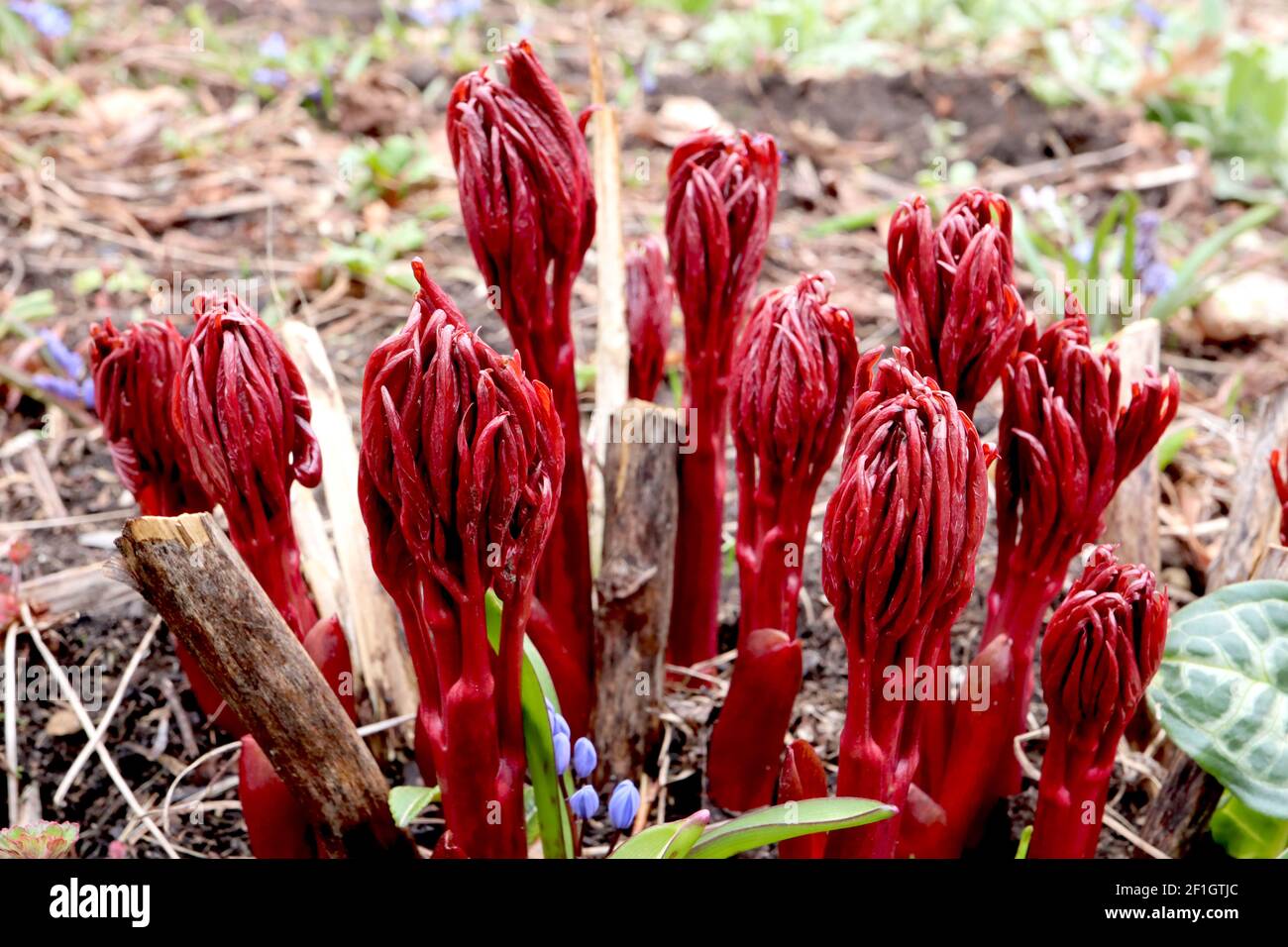 Paeonia pousses tourelles de pivoines – tourelles en forme de griffe rouge foncé, mars, Angleterre, Royaume-Uni Banque D'Images