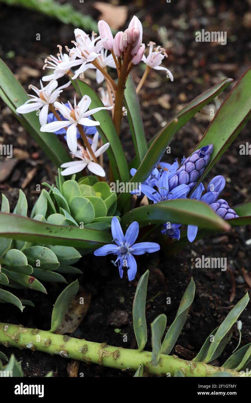 Scilla bifolia et Scilla siberica alba Squill alpin et Squill de Sibérie blanc – Squill blanc et bleu, mars, Angleterre, Royaume-Uni Banque D'Images