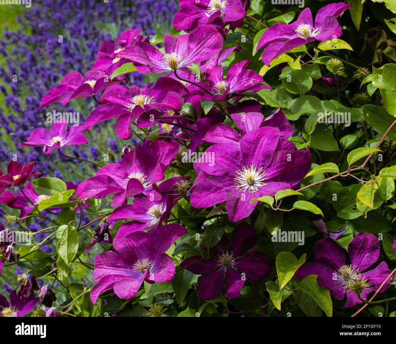 Clematis Voluceau grappe de fleurs pourpres et roses en été Banque D'Images