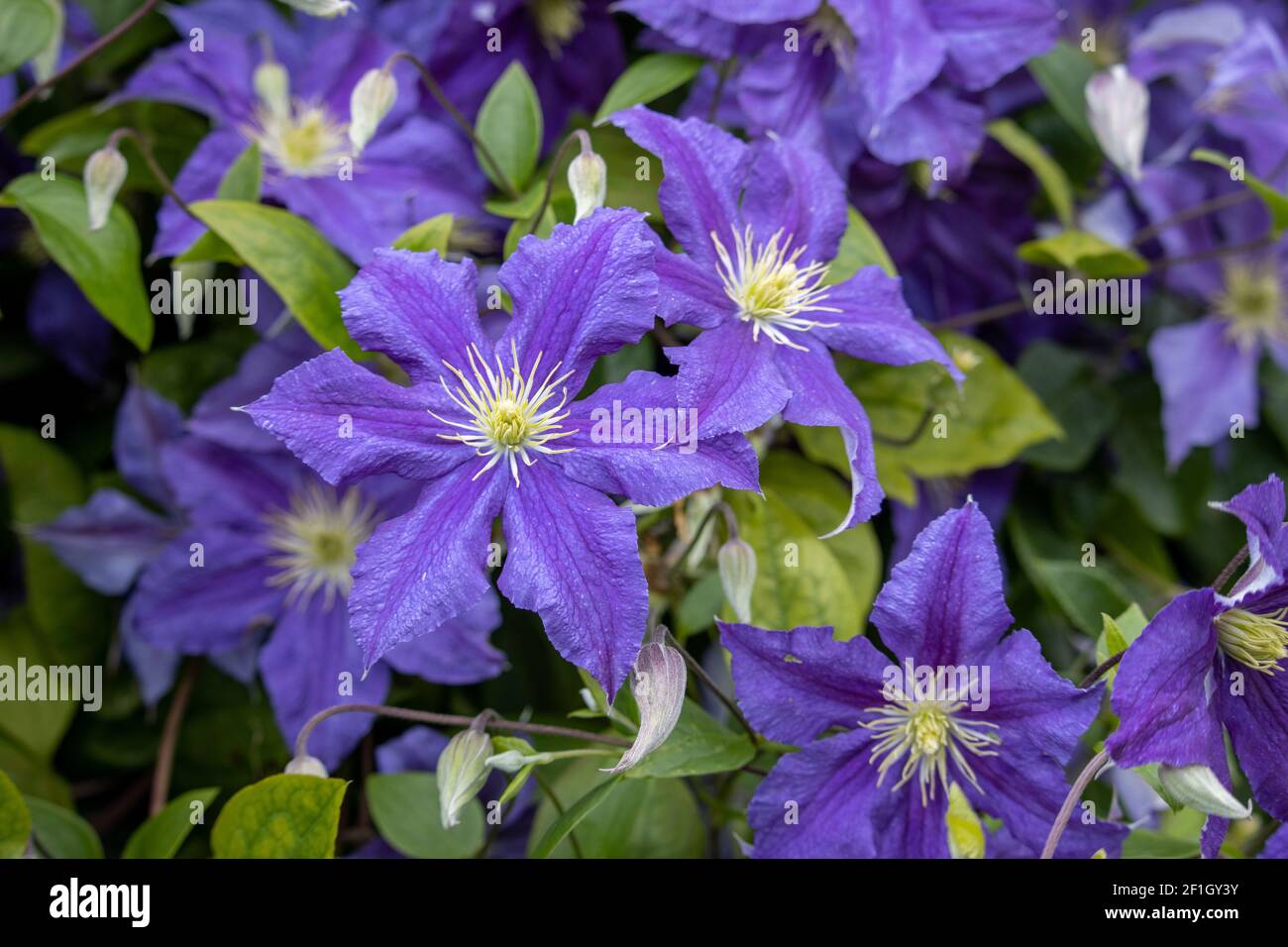 Clematis Voluceau grappe de fleurs pourpres et roses en été Banque D'Images