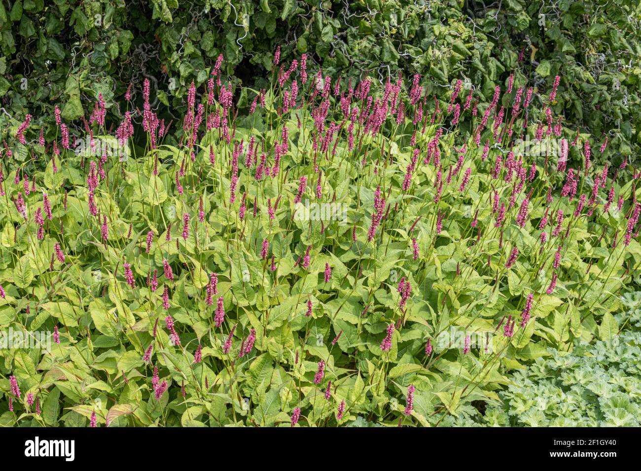 Clematis Voluceau grappe de fleurs pourpres et roses en été Banque D'Images