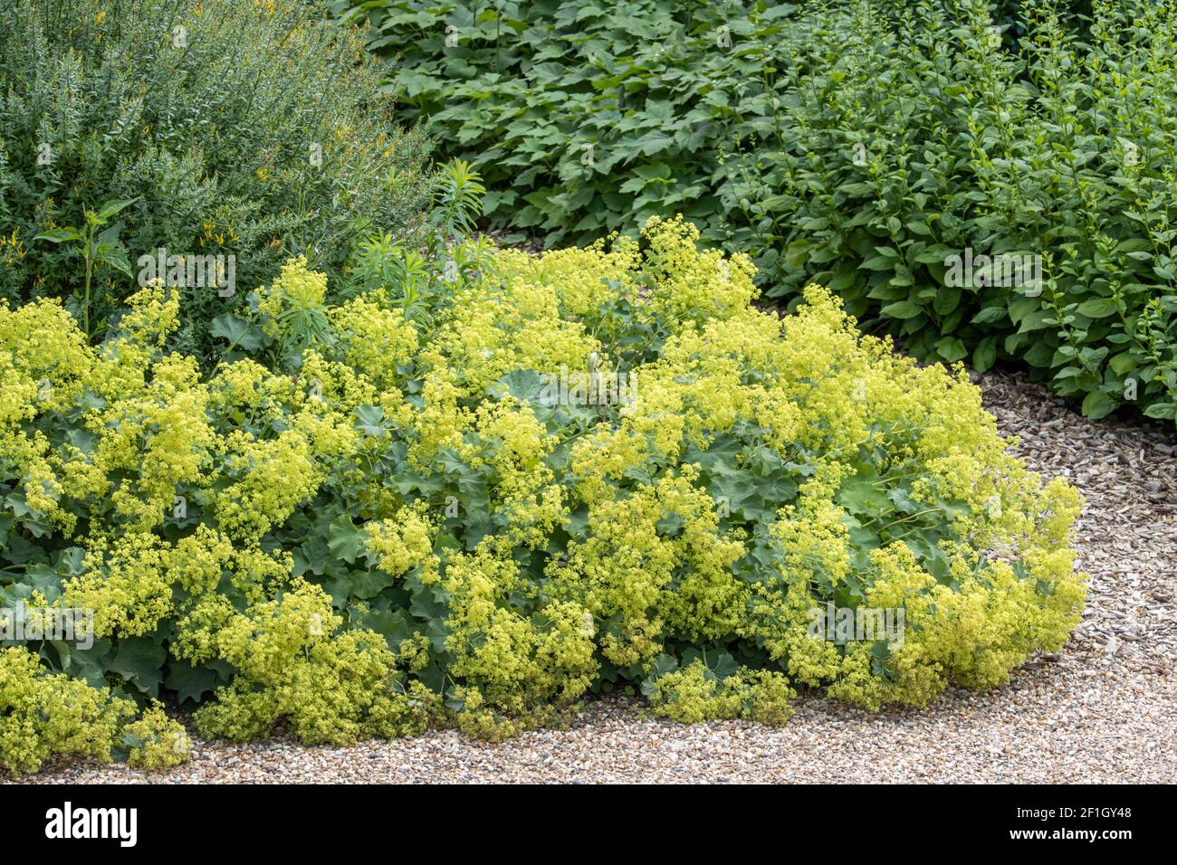 Clematis Voluceau grappe de fleurs pourpres et roses en été Banque D'Images