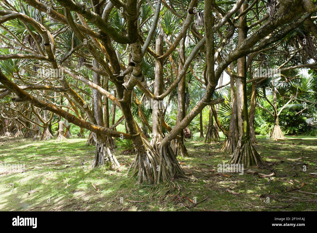 Voyage sur l'île de la Réunion Banque D'Images