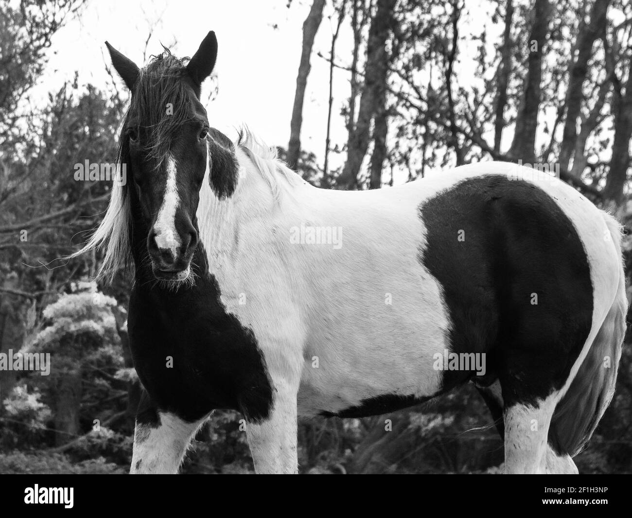 Cheval noir et blanc debout l enclos en plein air la manie au