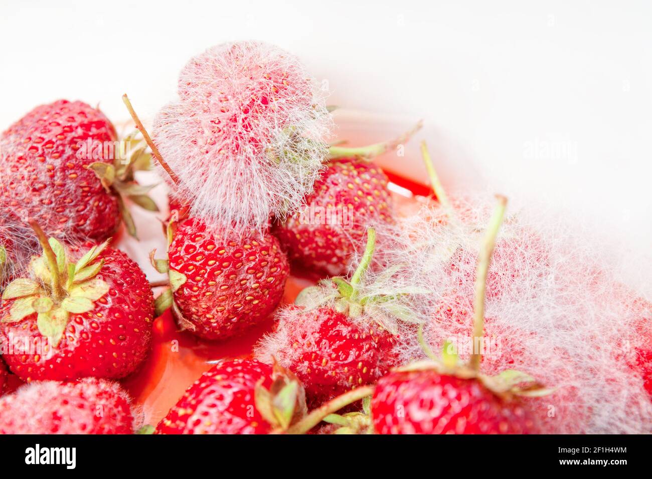 Fraise dans la moisissure . Fruits pourris . Les fruits ne sont pas bons pour la consommation Banque D'Images
