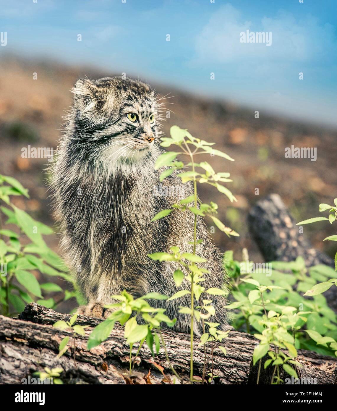 Manuel (Felis manul, Pallas Cat) Banque D'Images