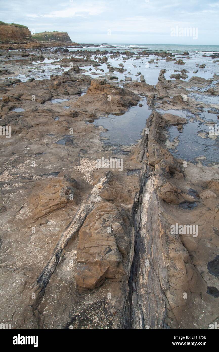 Arbres fossilisés aux falaises de Curio Bay et à Porpoise Bay, site d'une forêt pétrifiée de la période jurassique, les Catlins, Southland, Nouvelle-Zélande Banque D'Images