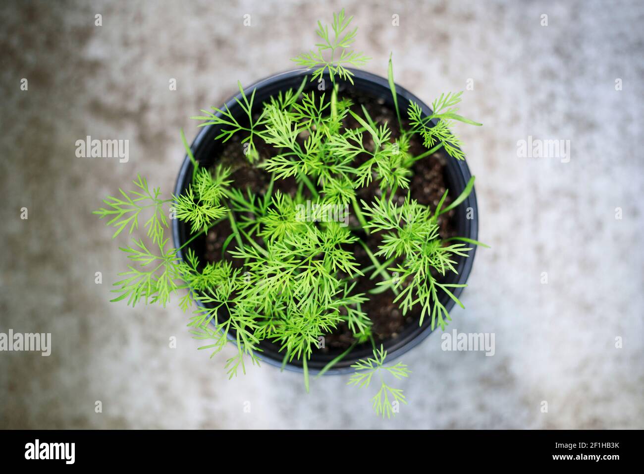 Aneth poussant dans la marmite dans le jardin ou sur le balcon. Culture d'herbes à la maison concept Banque D'Images