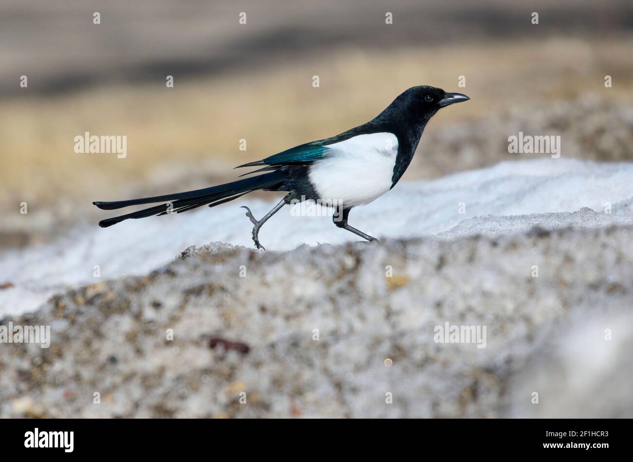 Magpie à bec noir (Pica pica), Calgary, Inglawood Bird Sanctuary, Alberta, Canada Banque D'Images