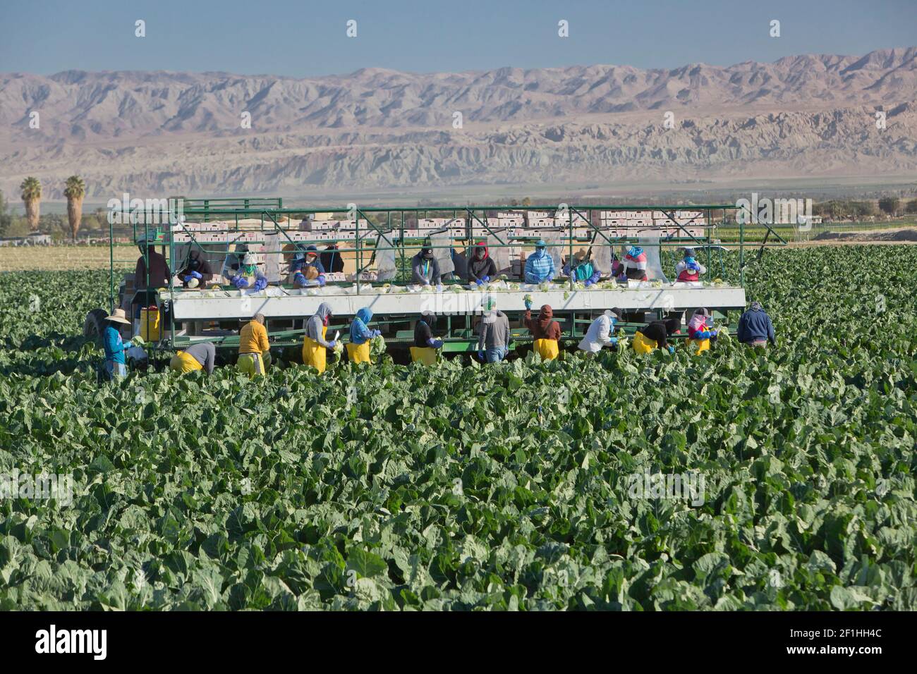 Récolte des travailleurs de terrain - emballage du chou-fleur organique 'Brassica oleraceae var. Botrytis', vallée de Coachella, Californie. Banque D'Images