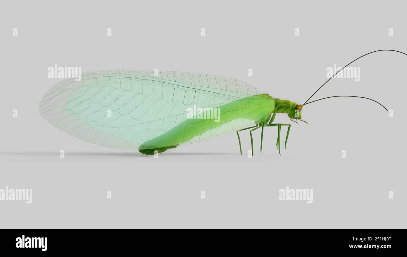 Chrysopidae chrysope insecte isolé 3d illustration Banque D'Images