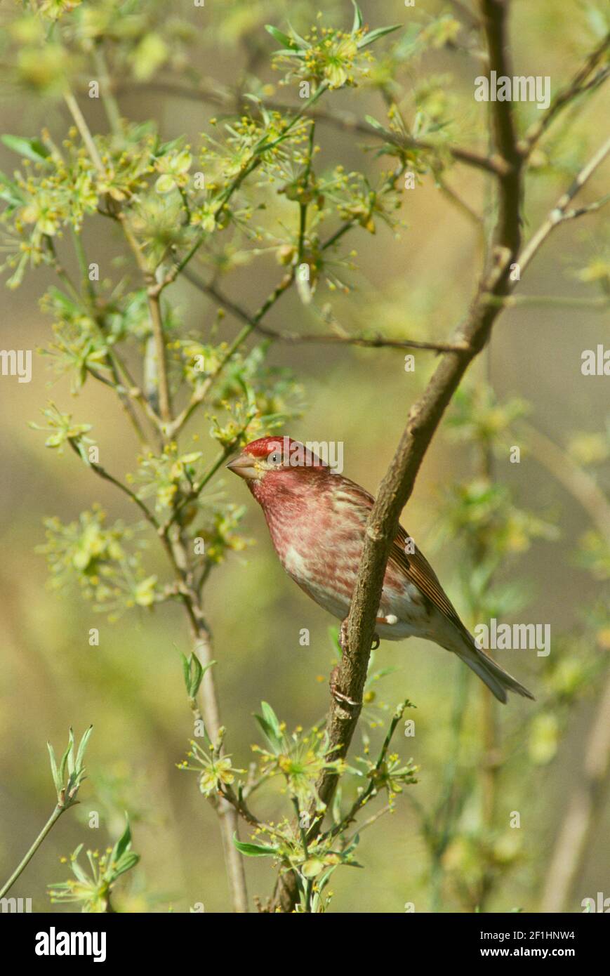 Mâle, Carpodacus purpureus, sur le Dogwood à fleur jaune-avril, Midwest USA Banque D'Images