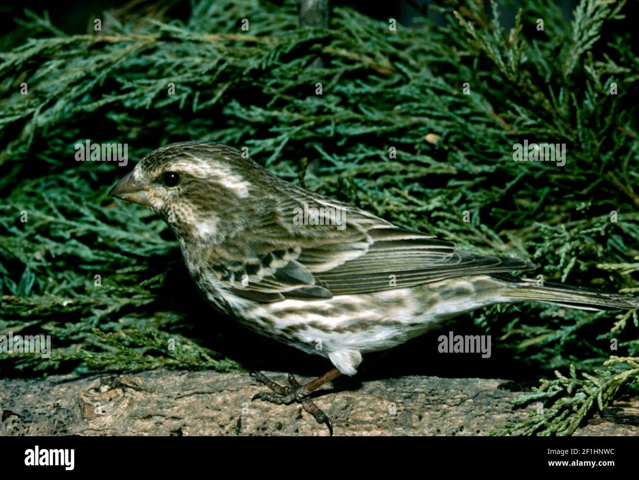 Un finch pourpre, Carpodacus purpureus, se dresse en gros plan sur une bûche, dans le jardin, Missouri, États-Unis Banque D'Images