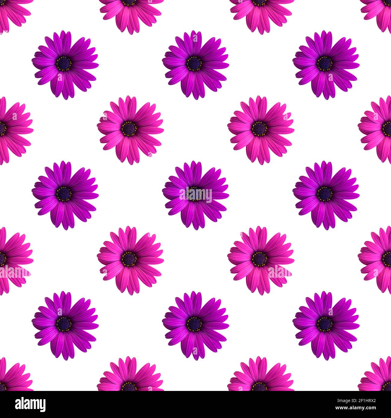 Belle fleur violette et rose têtes de pâquerette motif sans couture sur le fond blanc. Vue de dessus des fleurs Banque D'Images