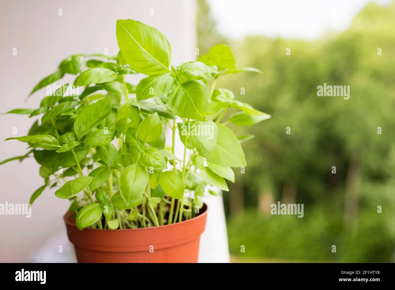 Herbe de basilic verte poussant en pot sur le balcon. Culture d'herbes à la  maison concept Photo Stock - Alamy