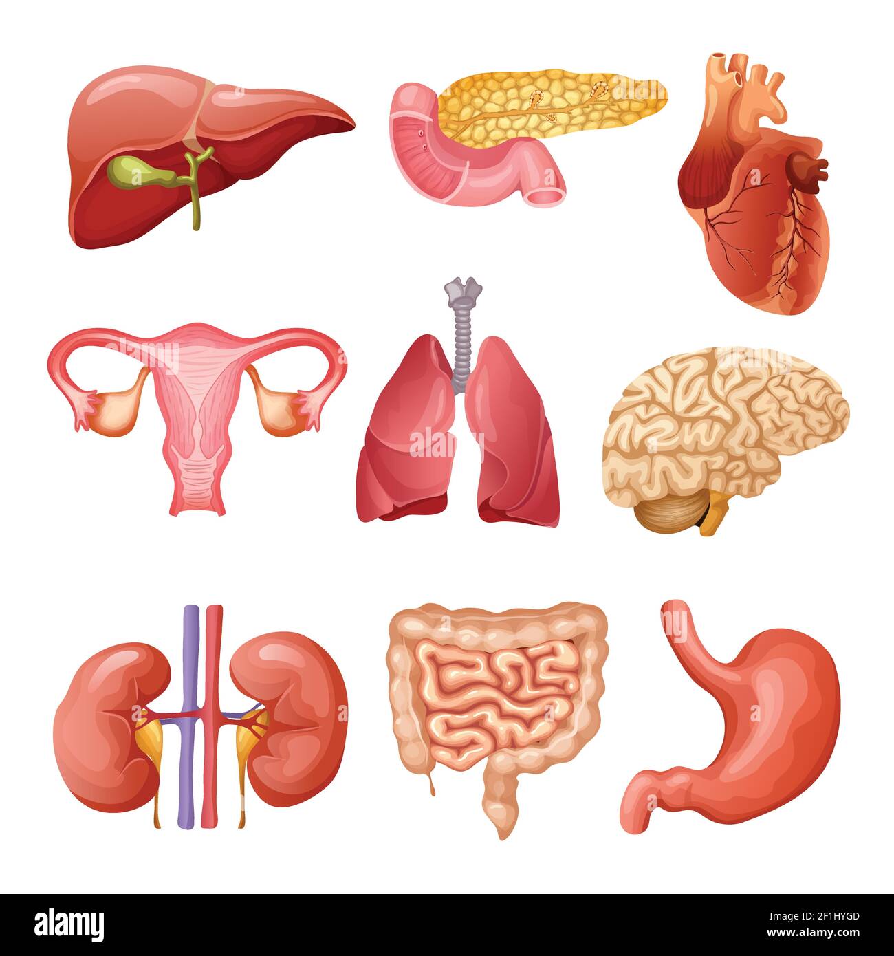 Caricature d'organes humains avec foie pancréas coeur femelle reproduction système reins cerveau poumons estomac intestin vecteur isolé illustration Illustration de Vecteur