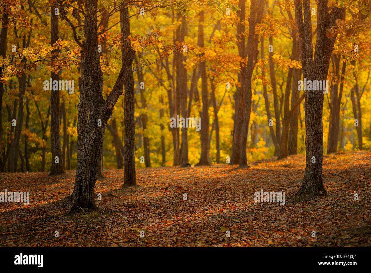 Magnifique paysage d'automne avec des feuilles mortes sèches Banque D'Images