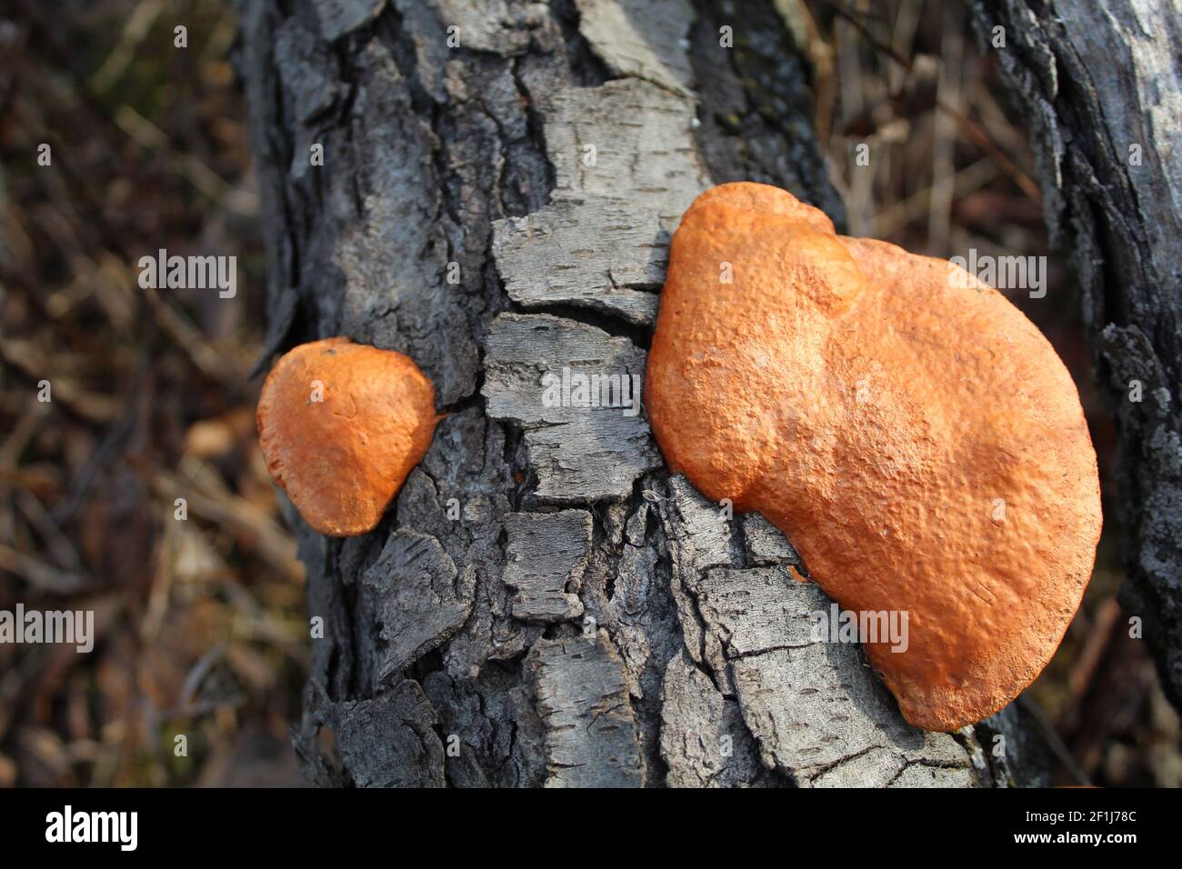 Deux champignons cinnabar en forme de polypore se trouvent sur une bûche à Miami Woods à Morton Grove, Illinois Banque D'Images