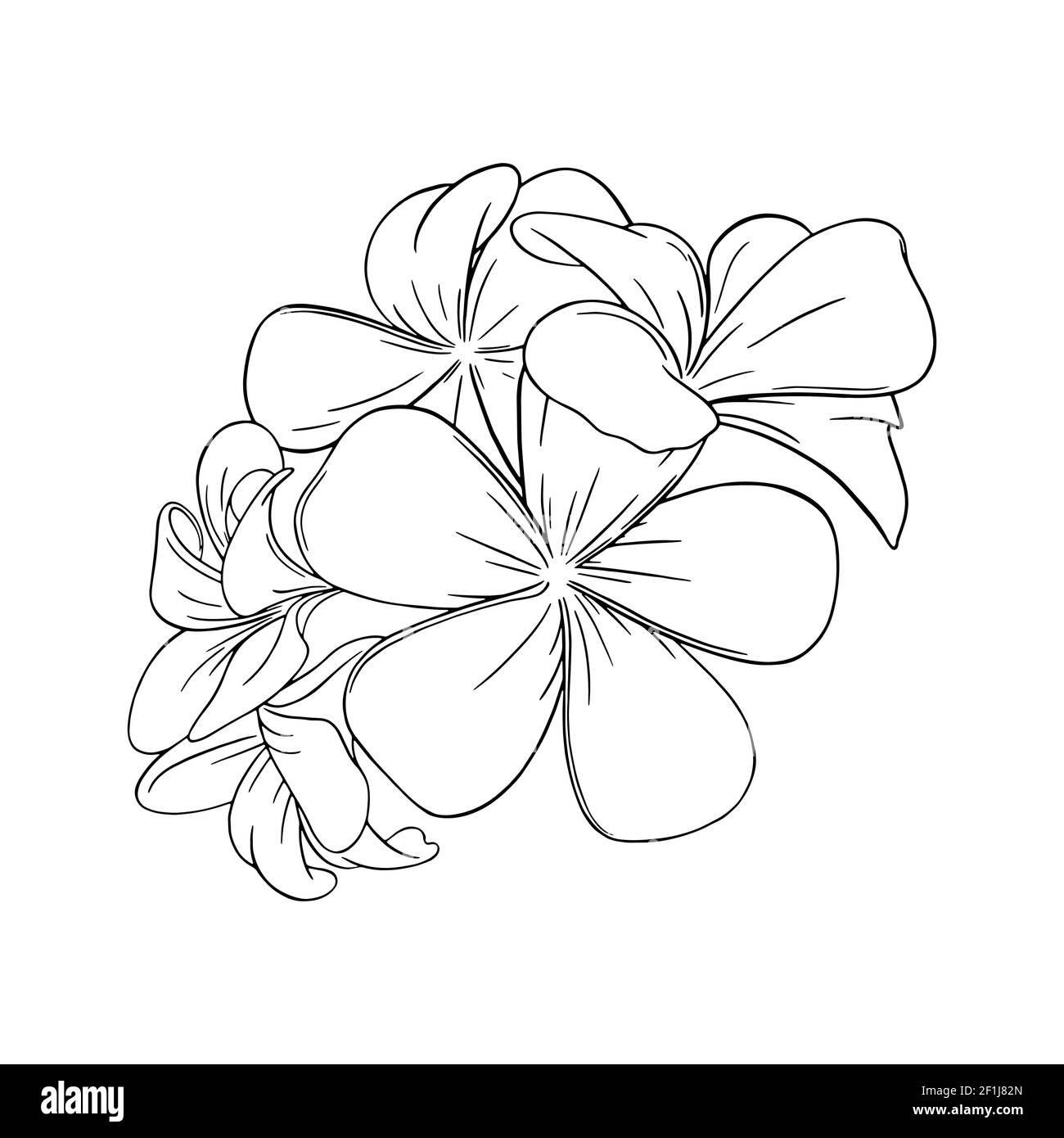 Frangipani ou plumeria fleurs tropicales. Frangipani hawaïen gravé isolé sur fond blanc. Illustration vectorielle Illustration de Vecteur