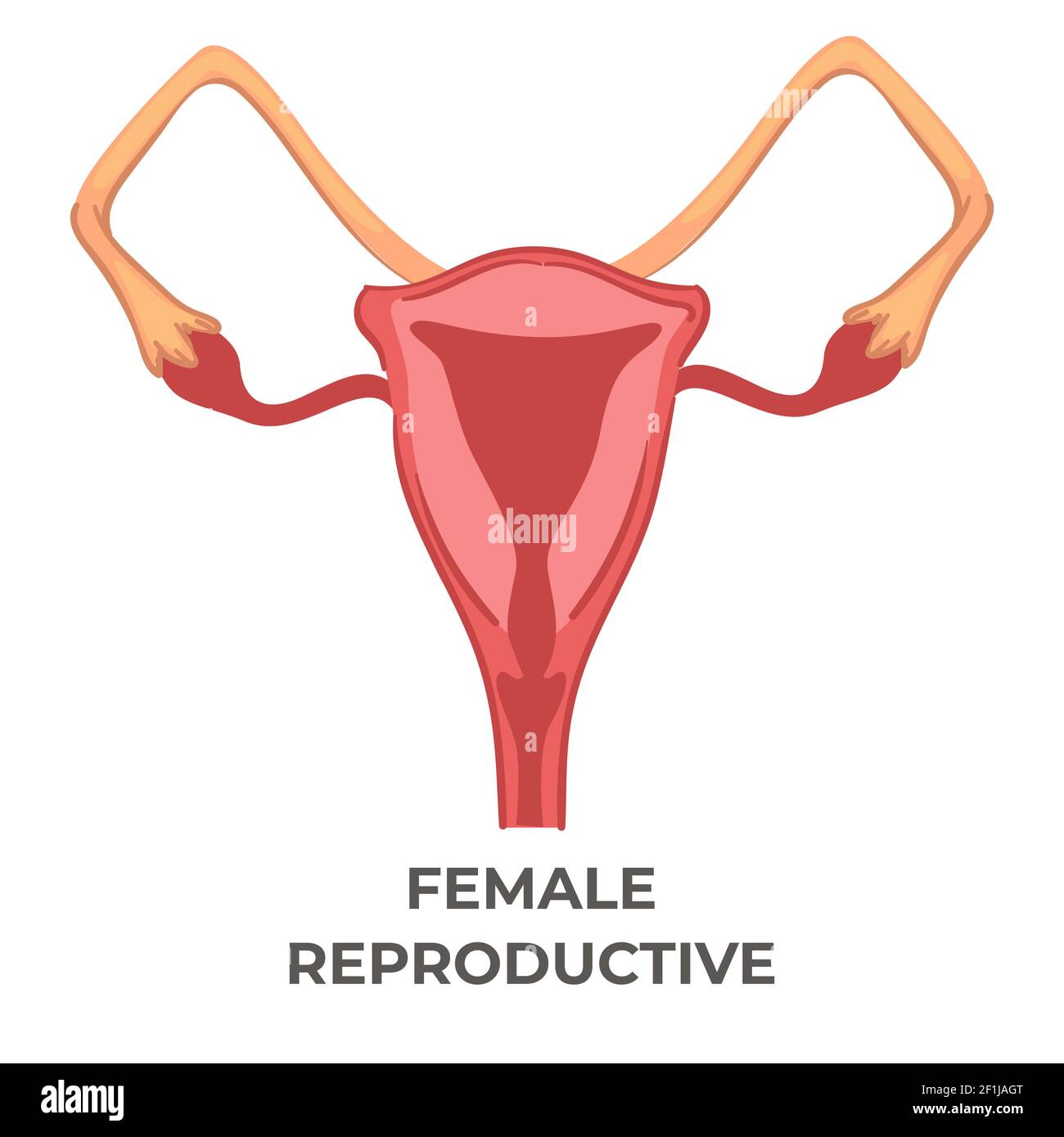 Système reproductif féminin de la femme, icône de biologie Illustration de Vecteur