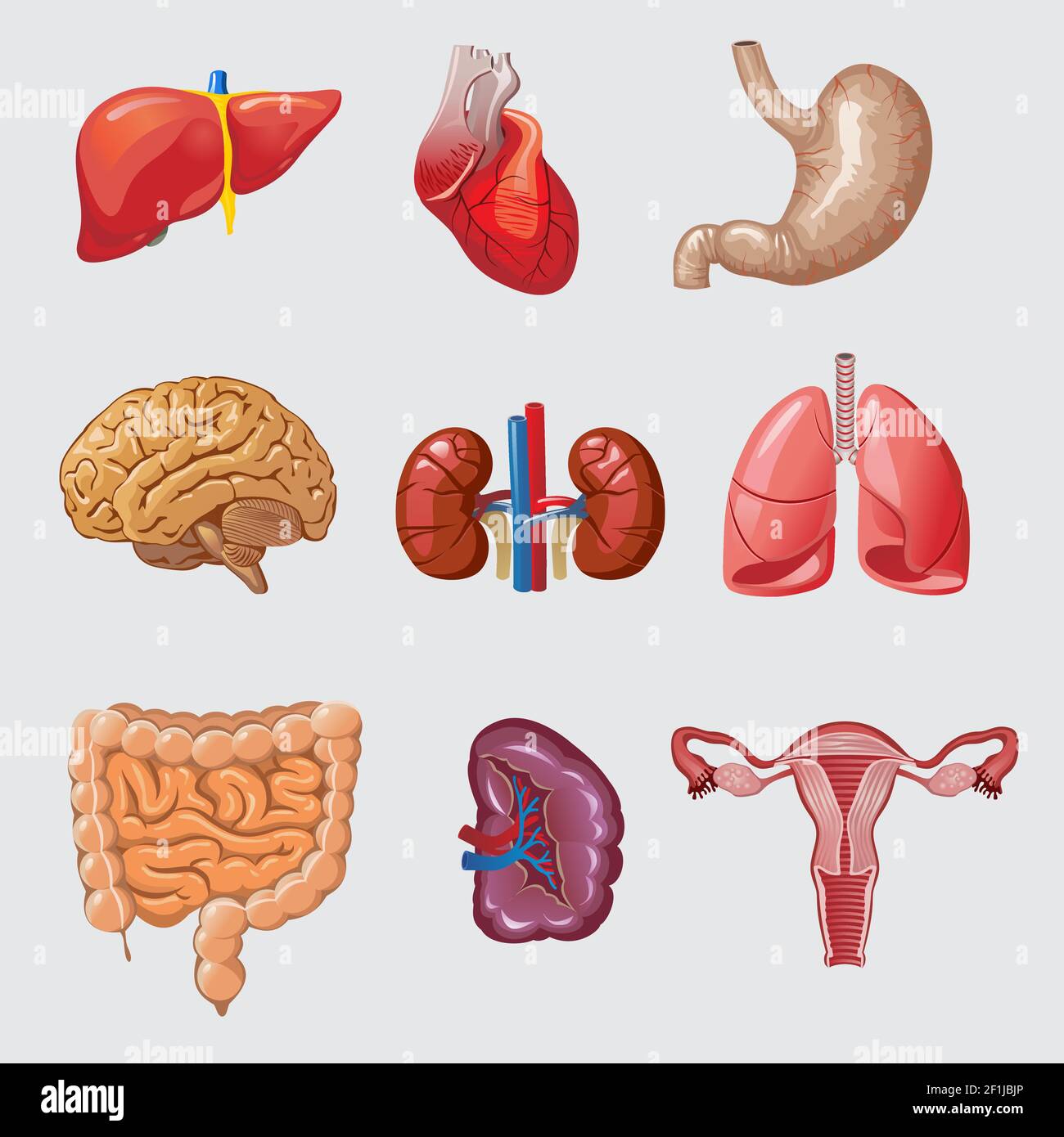 Caricature d'organes humains avec foie coeur estomac cerveau reins poumons intestins rate femelle système reproducteur illustration de vecteur isolé Illustration de Vecteur