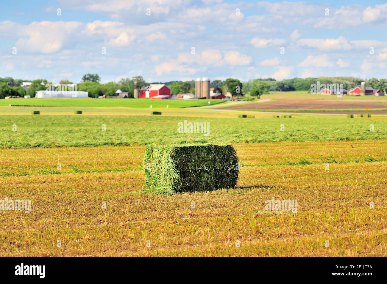 Burlington, Illinois, États-Unis. Le foin fraîchement coupé et mis en balles se trouve dans un champ au milieu du pays agricole de l'Illinois. Banque D'Images