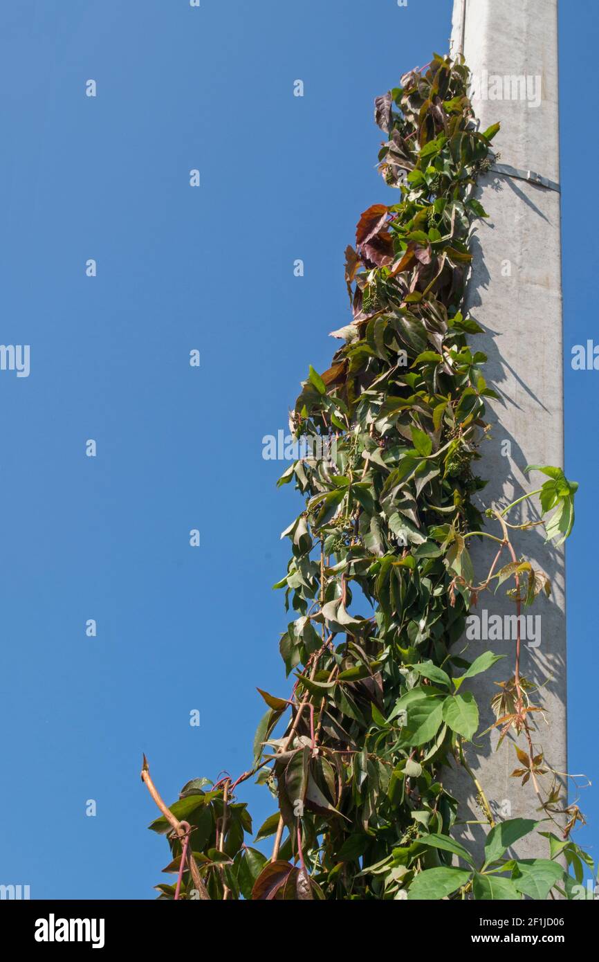 Une longue vigne de raisins sauvages avec des feuilles sculptées de marron et de vert avec des grappes de petits fruits verts arrondis immatures, enroulant le long du béton gris Banque D'Images