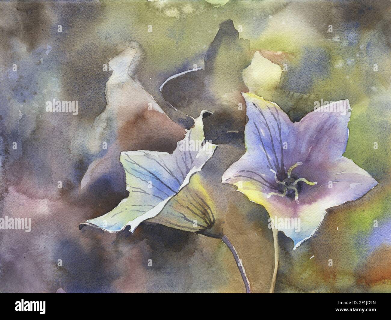 Fleurs de ballons en fleur. Beaux-arts fleurs aquarelle peinture coloré art  fleur peinture Photo Stock - Alamy