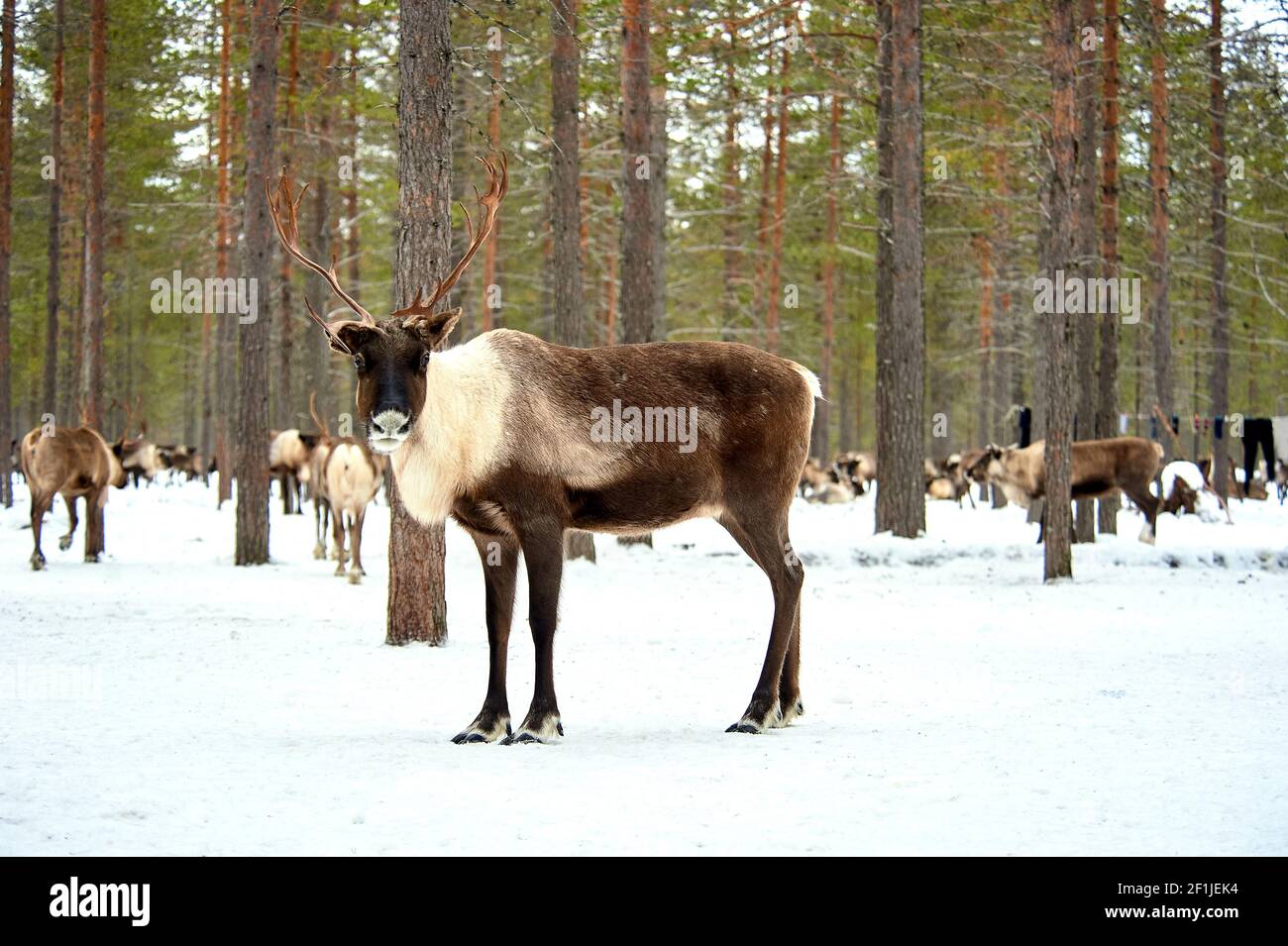 Un cerf se tient contre le fond d'un troupeau de cerf dans la forêt Banque D'Images Un cerf se tient contre le fond d'un troupeau de cerf dans la forêt Banque D'Images
