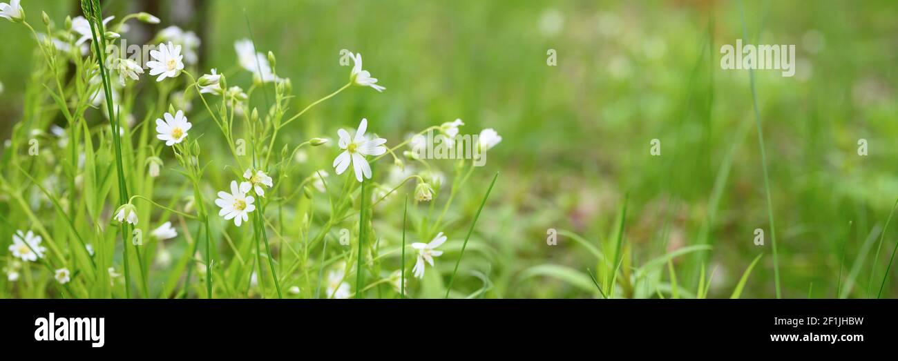 stellaria media est une plante herbacée sauvage avec des fleurs blanches en pleine fleur avec des graminées de prairie. stellaria est utilisé en médecine populaire comme medici Banque D'Images