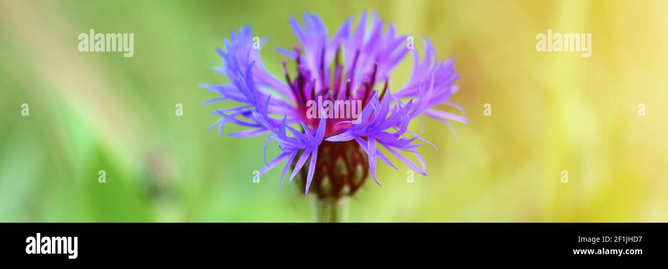 le cornflower est une plante sauvage avec des fleurs pourpres bleues en pleine fleur. le cornflower (latin. centaurea cyanus) est un genre de plantes herbacées est utilisé i Banque D'Images