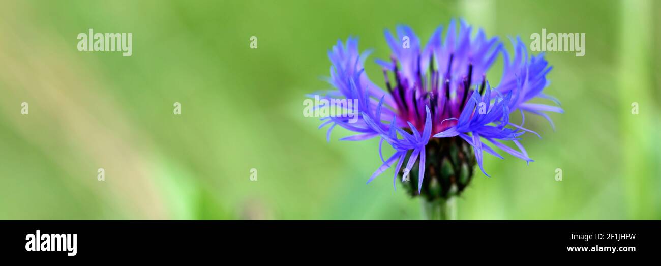 le cornflower est une plante sauvage avec des fleurs pourpres bleues en pleine fleur. le cornflower (latin. centaurea cyanus) est un genre de plantes herbacées est utilisé i Banque D'Images