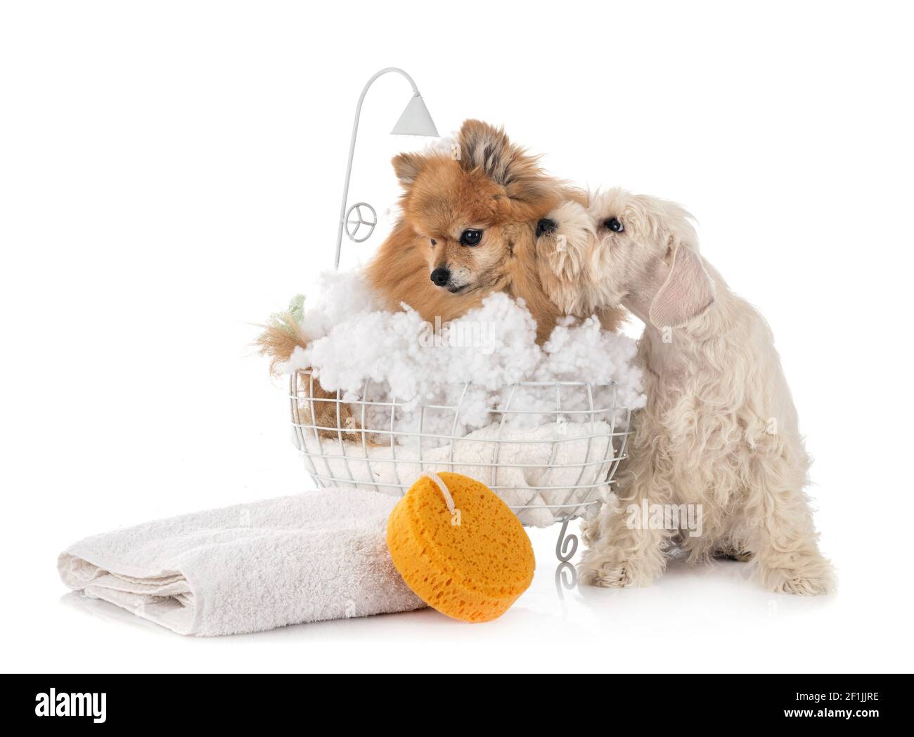 pomeranian et schnauzer adultes devant un fond blanc Banque D'Images