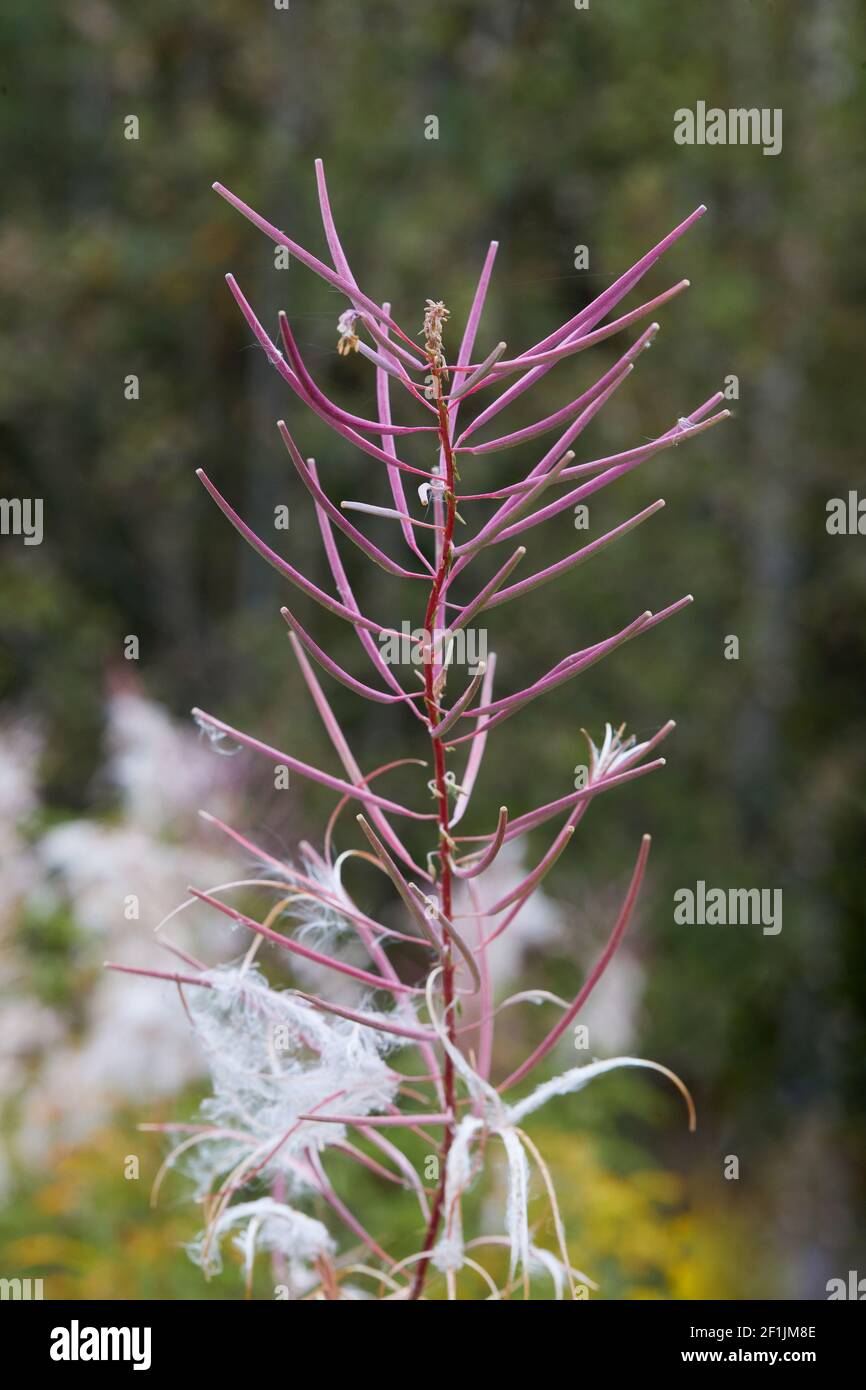 Le cyprès à feuilles étroites (chamaenerion angustifolium ou epilobium angustifolium) se déforme en été. Banque D'Images