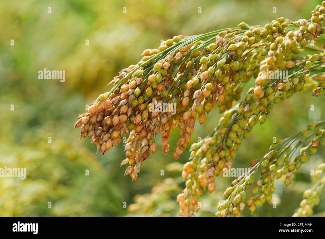 Plante de Panicum miliaceum, communément connue sous le nom de millet Proso ou millet commun, sur un fond vert jaune flou, gros plan Banque D'Images