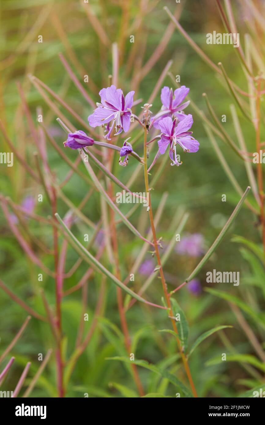 Le cyprès à feuilles étroites (chamaenerion angustifolium ou epilobium angustifolium) se déforme en été. Banque D'Images