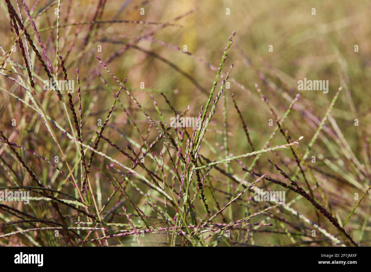 Graines roses de l'herbe de miscanthus (Miscanthus).Jardin décoratif Banque D'Images