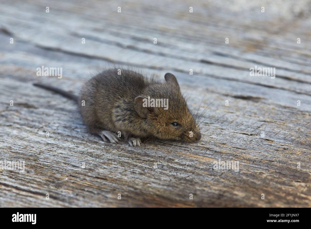 Petite Souris De Rongeur De Bebe Sur Un Fond En Bois A L Exterieur Photo Stock Alamy