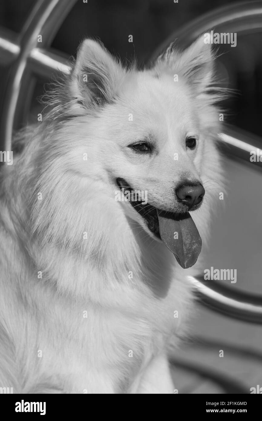 Chien islandais, race de chien reconnue par FCI en Islande Banque D'Images